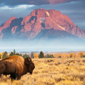 Wyoming LLC (the US) Company Formation Premium Package