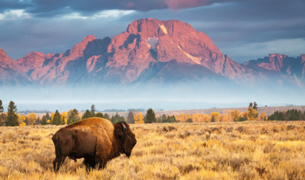 Wyoming LLC (the US) Company Formation Premium Package